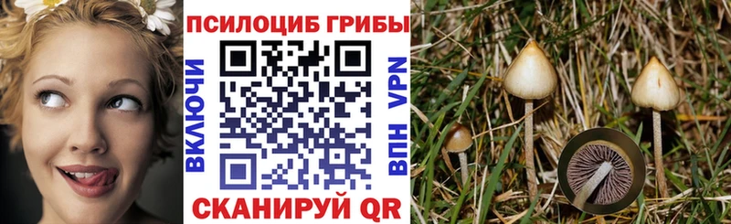 Псилоцибиновые грибы Cubensis  Переславль-Залесский 